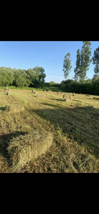 Vand baloti de fan si otava,