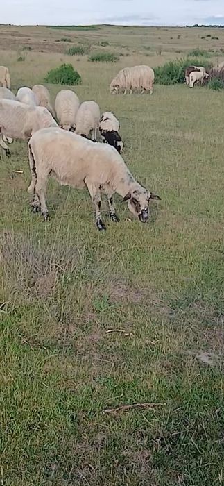 Vând o oaie stearpă pentru sacrificat.