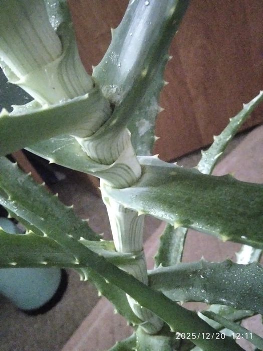 Алое лечебный столетник с детками