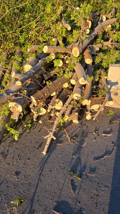 Дрова бесплатно самовывоз