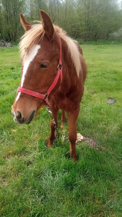 De vânzare mânz corcitura de semigreu