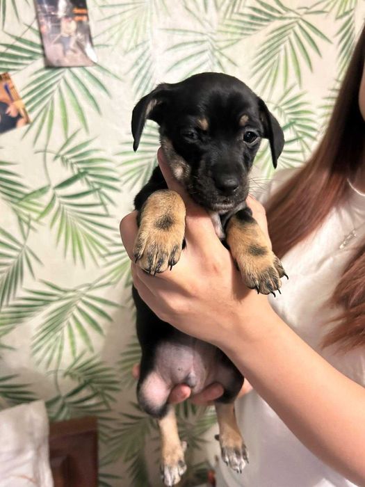 Малки кученца-пинчери