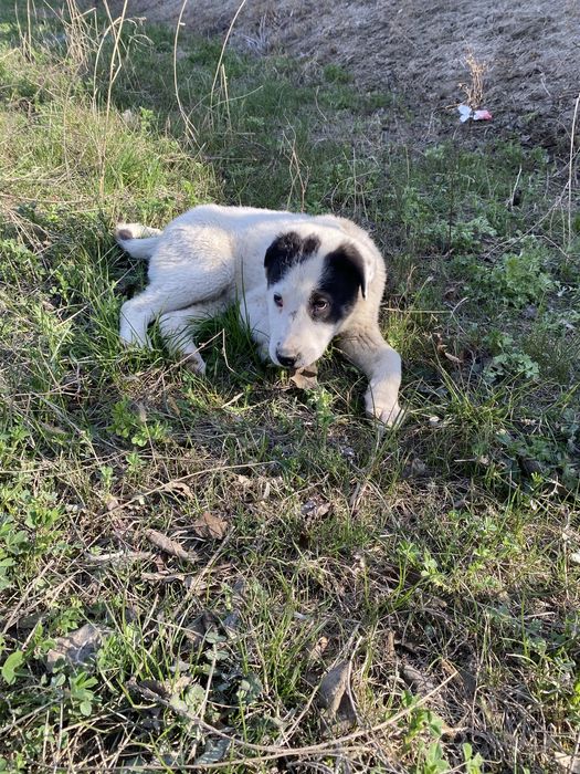 Alabay kuchukcha sotiladi 2 oylik moda