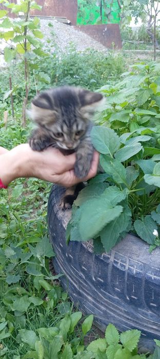 Отдадим трёх котят в добрые руки
