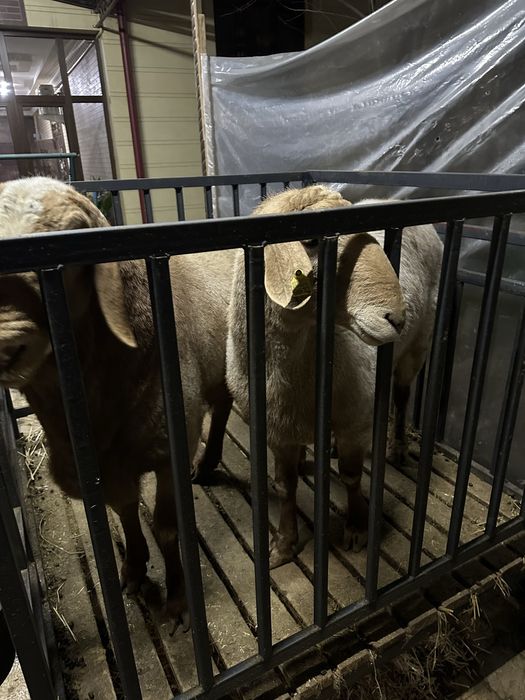 Куйлар сотилади