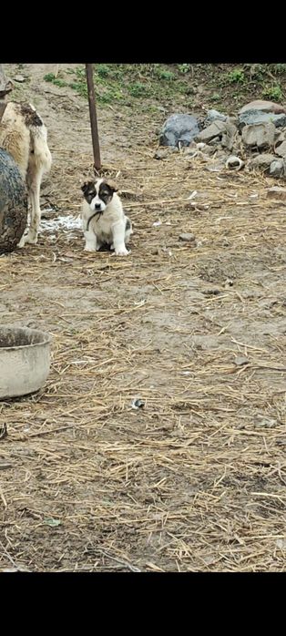 Алабай күшік сатылады