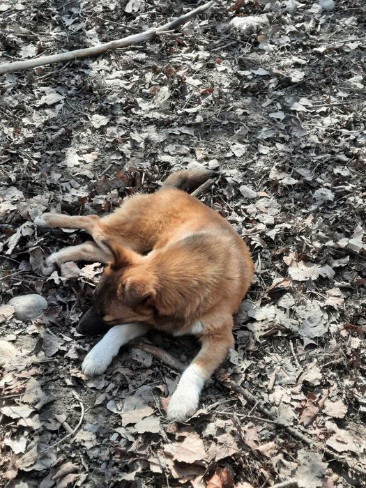 Отдаём щенка, бесплатно