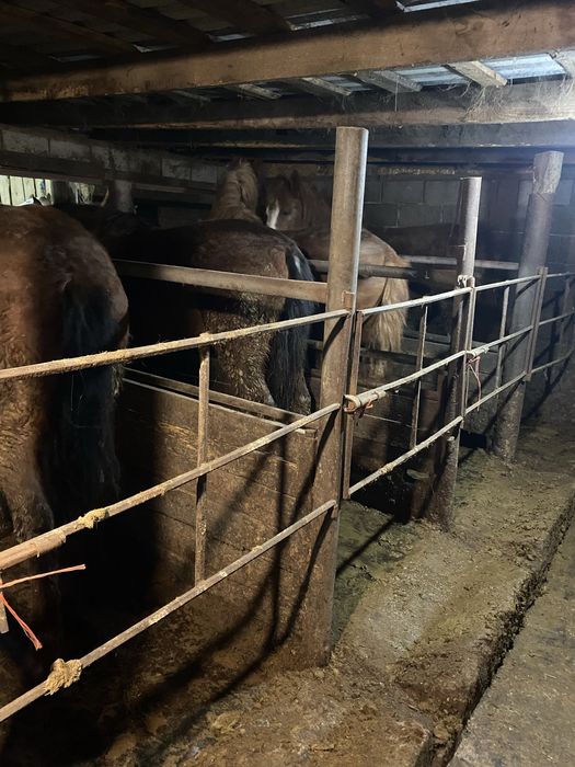 Продам дом в Бишкуле