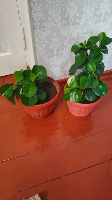 Пеперомия бөлме гүлі