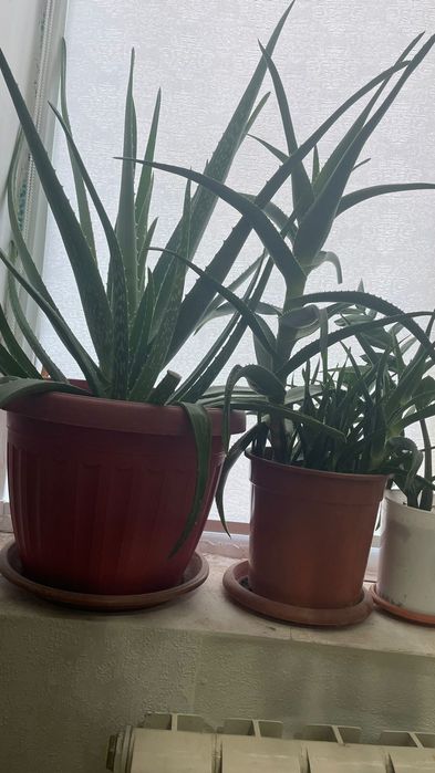 Алоэ лечебный Алоэ лечебный