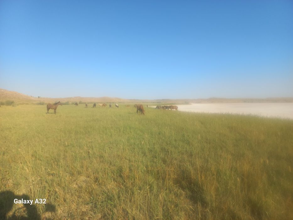 Фазенда сатылады