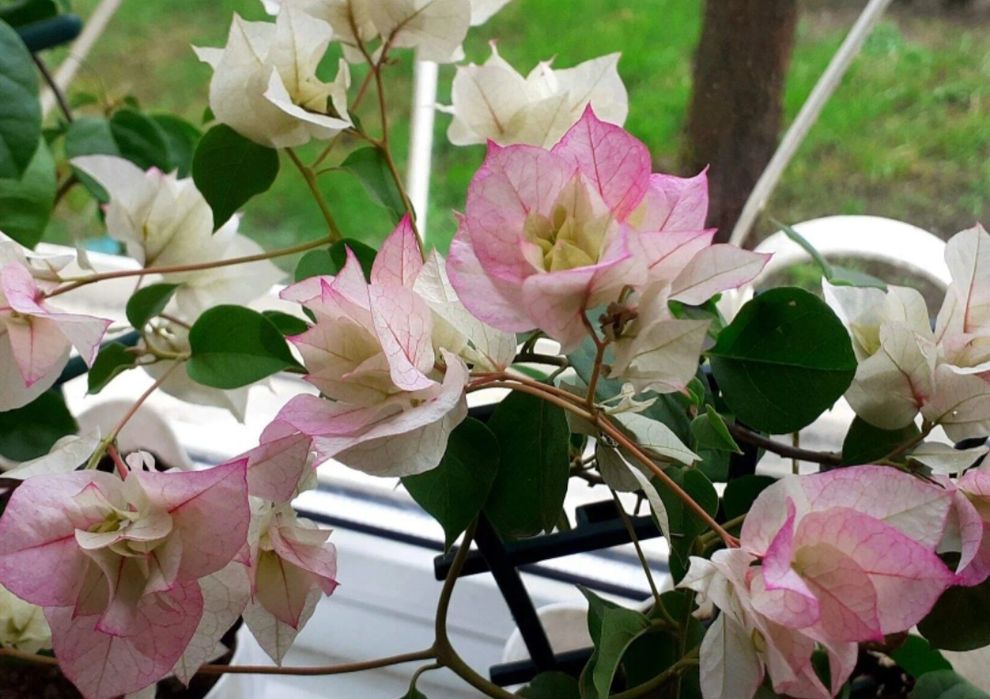 Продам бугенвилии