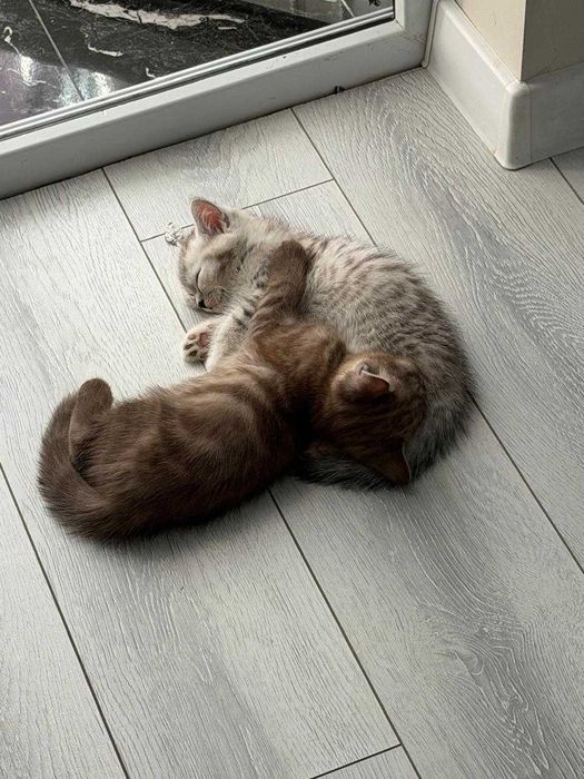 Белоснежный британский котёнок мальчик
