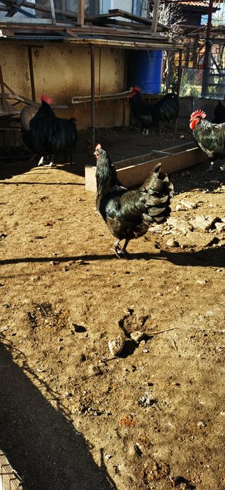 Разплодни яйца от черен австралорп .