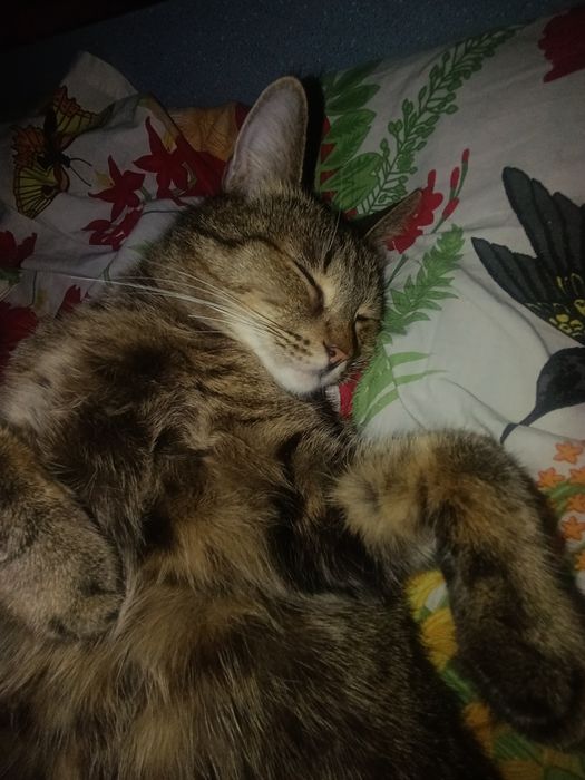 Пропал кот, беспородный