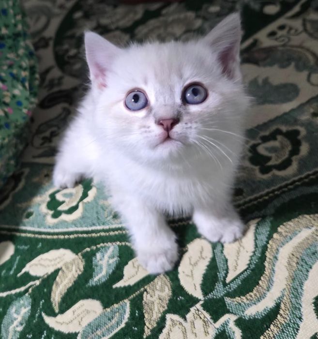 Продаются котята