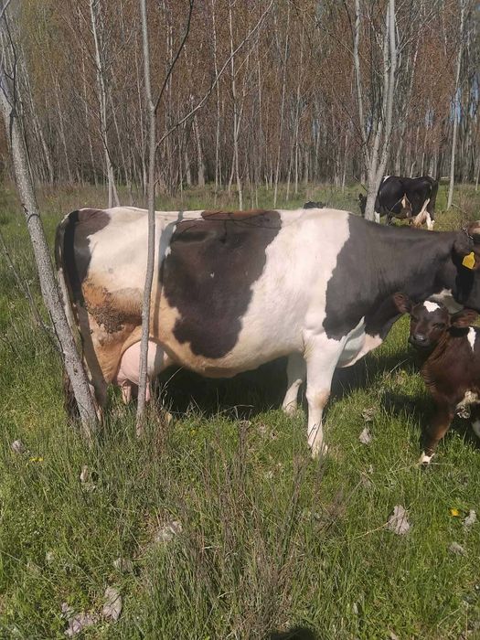 De vânzare 2 vaci bune de lapte una dintre ele are o vițică după ea preț pe toate 170 de milioane negociabil mai multe detalii an privat