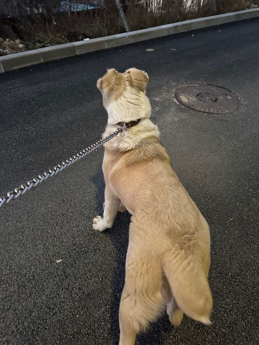 Кучето е на 6 месеца