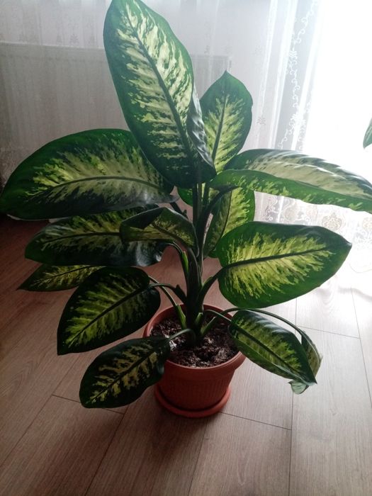 Vând flori dieffenbachia superbe