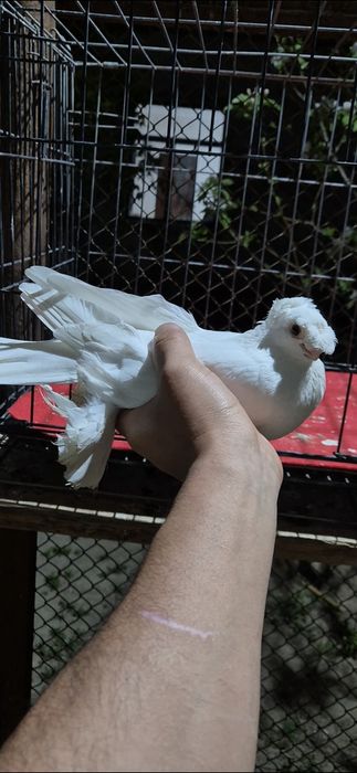 Голубкаа белаяяяя