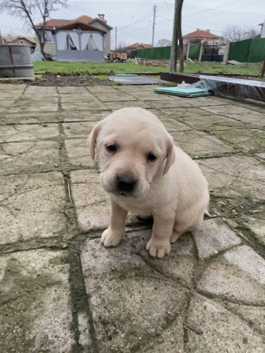 Бебета Лабрадори