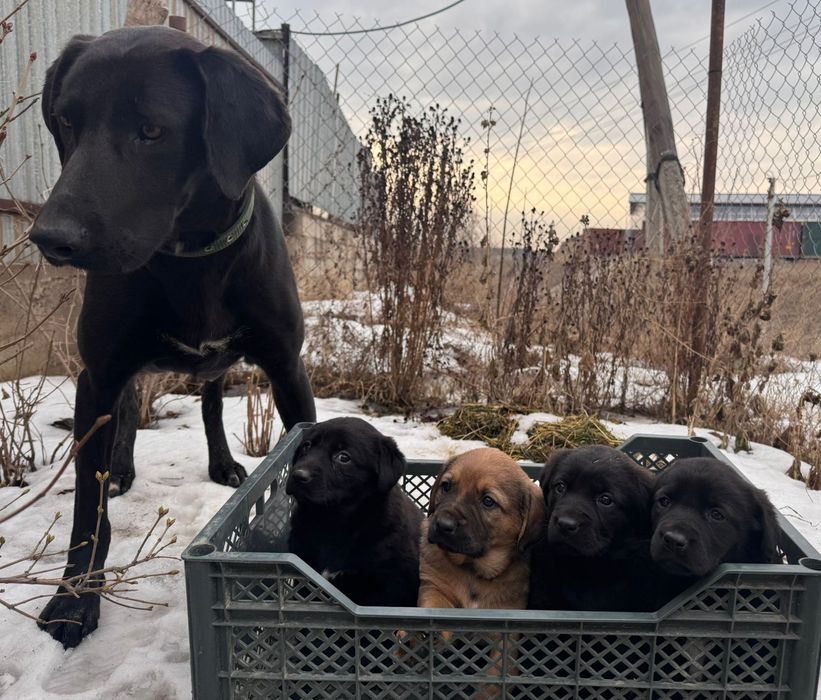 Продам щенков породистых