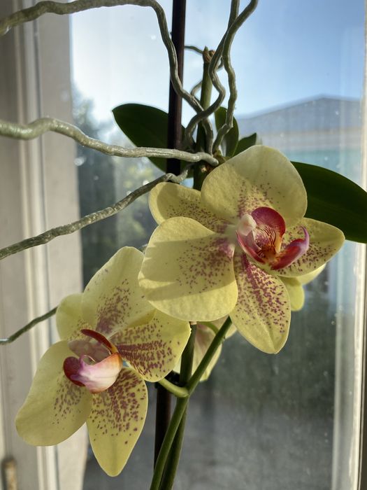 Продам недорого цветы