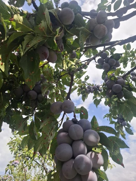 Vând prune pentru țuică
