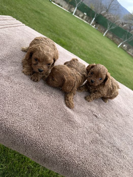 Cavapoo,Кавапу,момчета