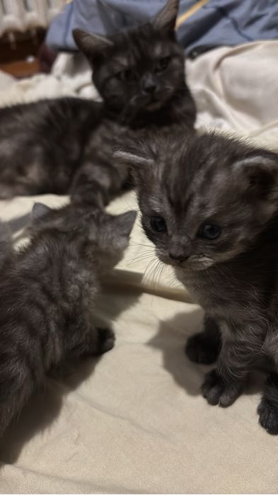 Котята британцы красивые