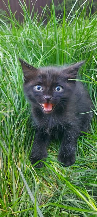 ОТДАМ КОТЯТ  в добрые руки