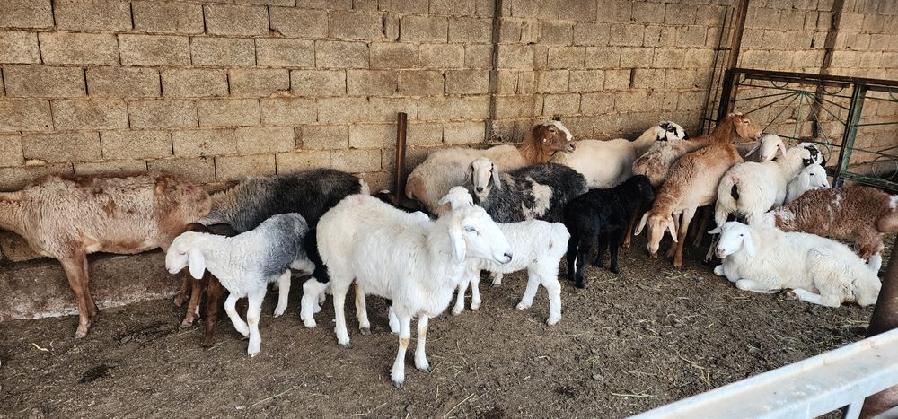 Она ва бола қўйлар. қирғиз