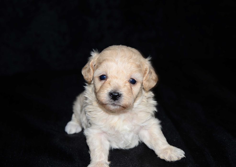 Кукольные Мальтипу F1 , Maltipoo !