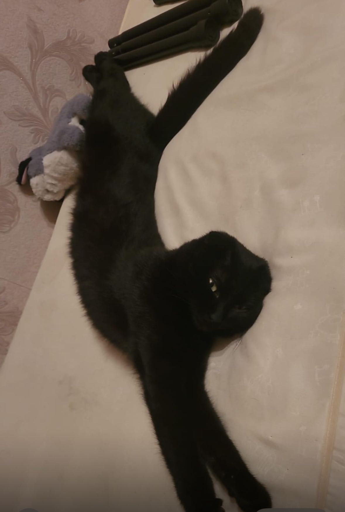 Сиамские вислоухие коты