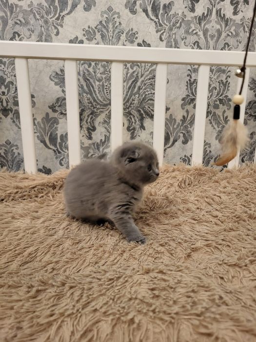 Мальчуганы и девчонки скоттиш фолд