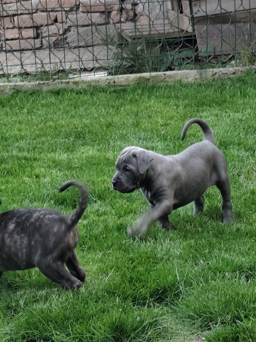 Бебета Кане Корсо