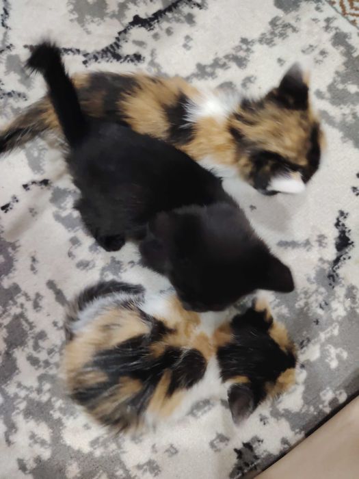 Отдам котят в добрые руки