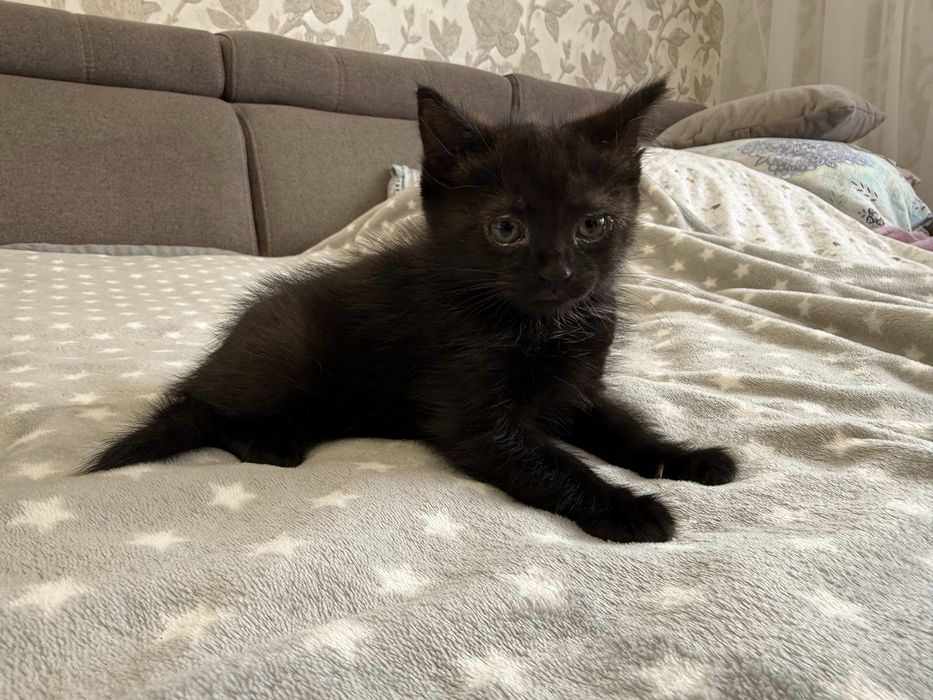 Отдам котенка.