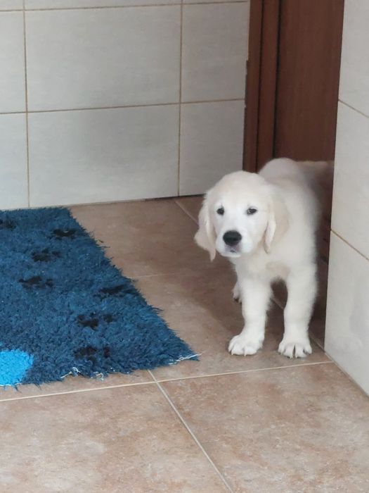 Vand  mascul golden retriever