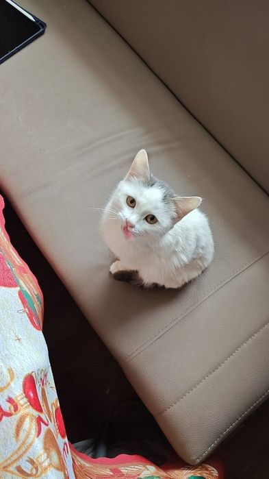 Котёнок, кошечка