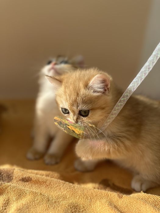Котята золотая шиншилла