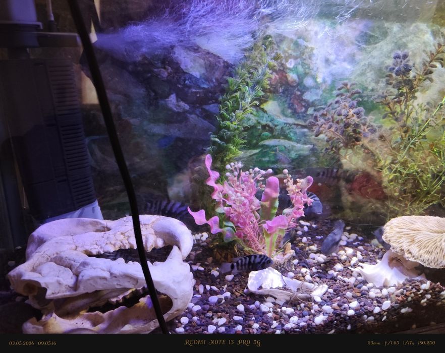 Продам аквариум с рыбками