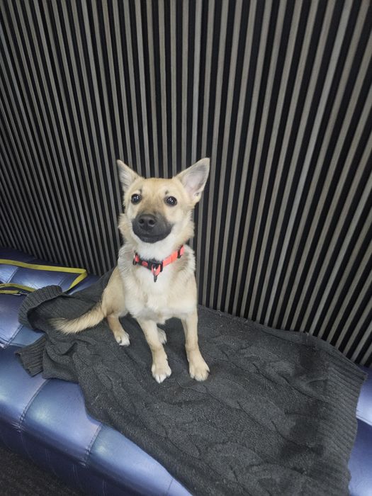 Малышка в поисках дома