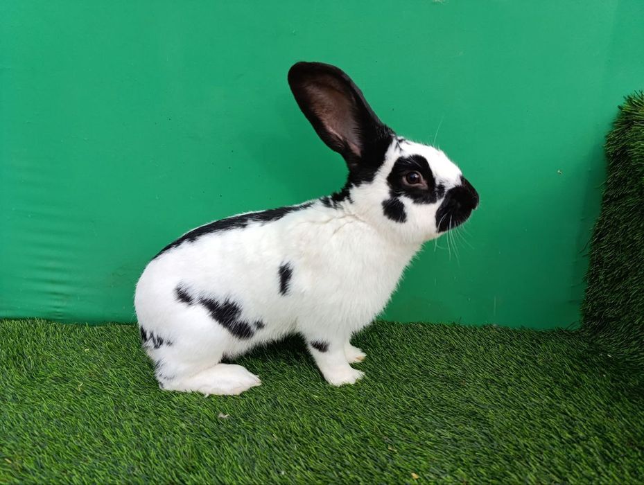 Strakach quyon sotiladi sames 10 oylik