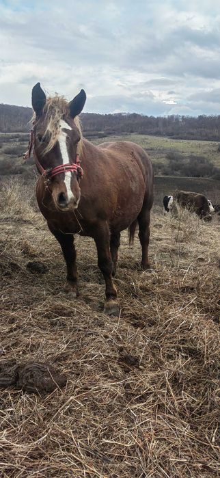 Vând Iapa de  6 ani