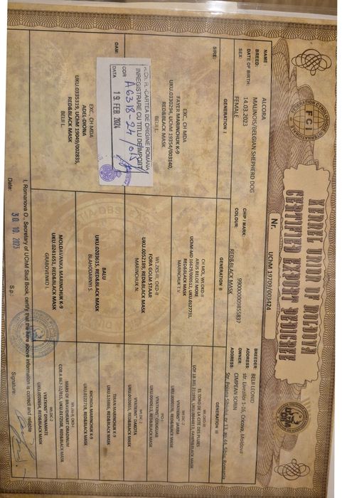 Ciobănesc Belgian Malinois