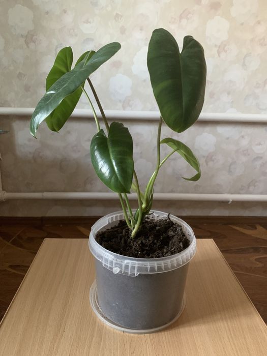 Филодендрон