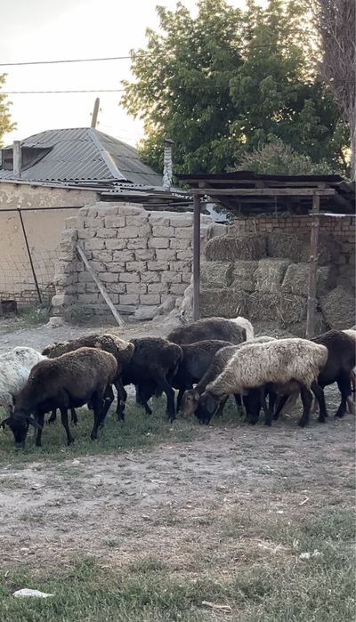 Қойлар сатылады,продаются овцы