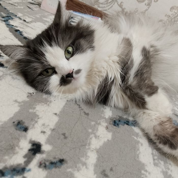 Shoshilinch! Premium uzun junli mushuk sotiladi

Juda chiroyli, opp