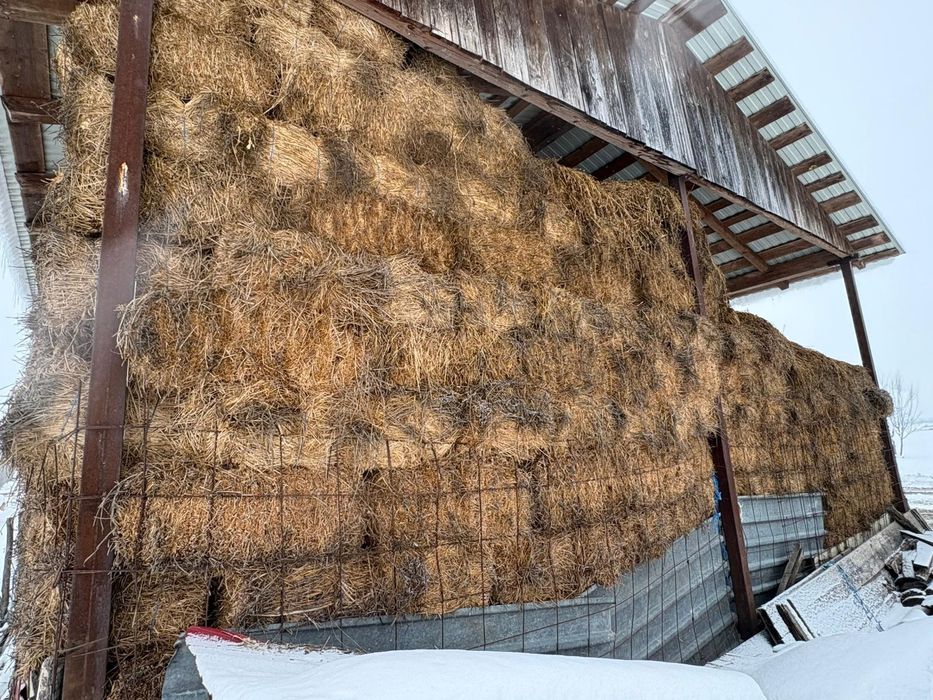 Vând baloti lucerna